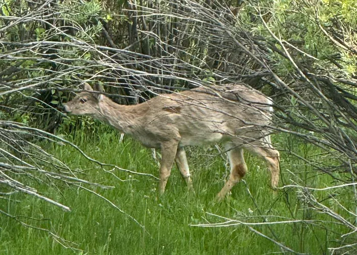Secluded Mountain View Getaway - Near Jackson Hole - Bbq, Patio Wildlife! *